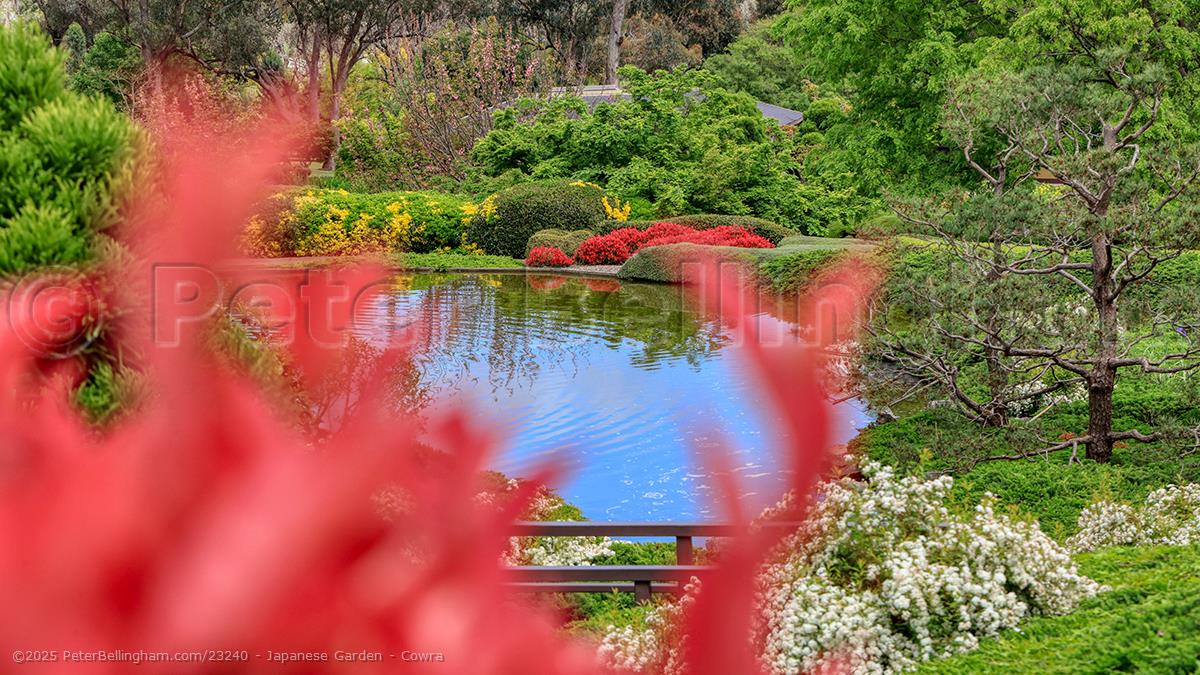Peter Bellingham Photography Japanese Garden - Cowra